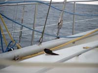 4 juli 2003 Vogeltje aanboord